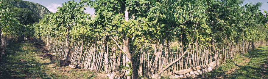 Plants growing on field against sky