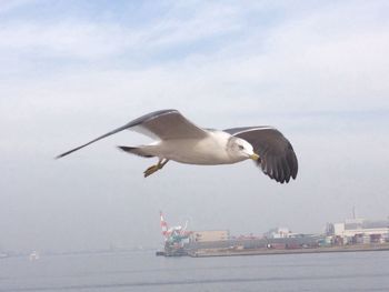 Seagull flying over white background