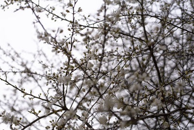 Low angle view of cherry blossoms against sky