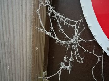 Close-up of spider on web