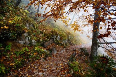 Trees in forest