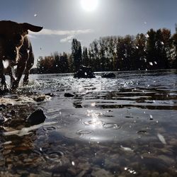 View of dog in water