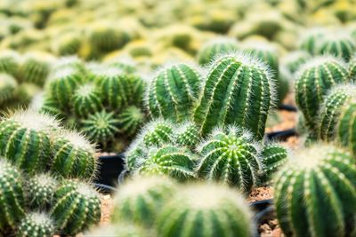 Close-up of succulent plant