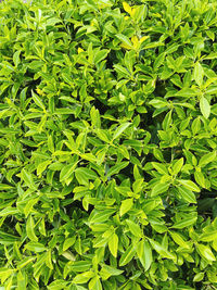 Full frame shot of green leaves