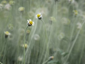 Close-up of yellow flowering plant on field