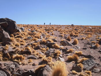 Flock of sheep on landscape against clear sky