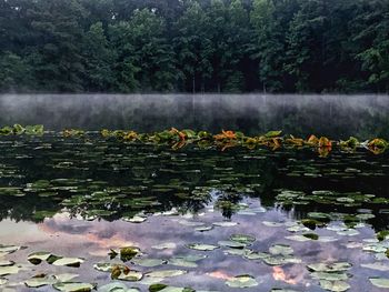 Reflection of trees in lake