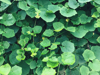 High angle view of leaves on plant