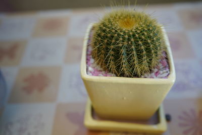 Small cactus in a ceramic flower pot