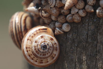 Close-up of snail on table