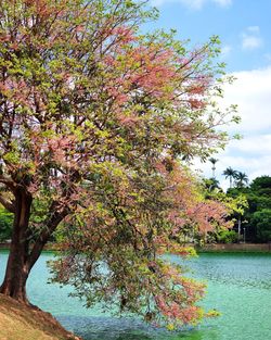 View of trees with sky in background