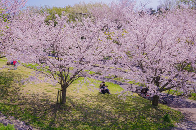 Cherry blossoms in park