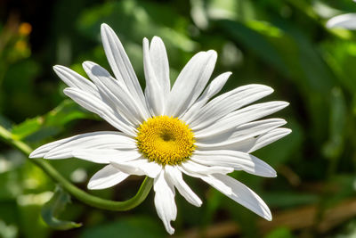 Close-up of white flower