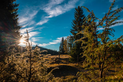 Low angle view of trees in forest against sky