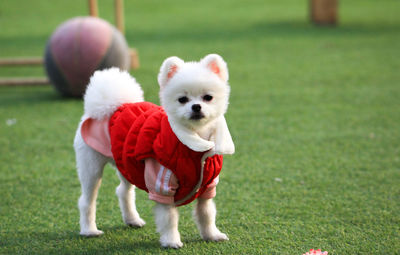 View of a dog on grass