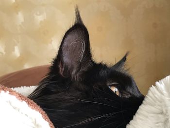 Close-up of a cat resting on bed