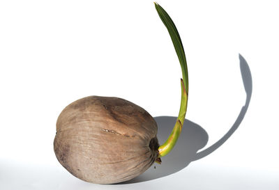 Close-up of banana against white background