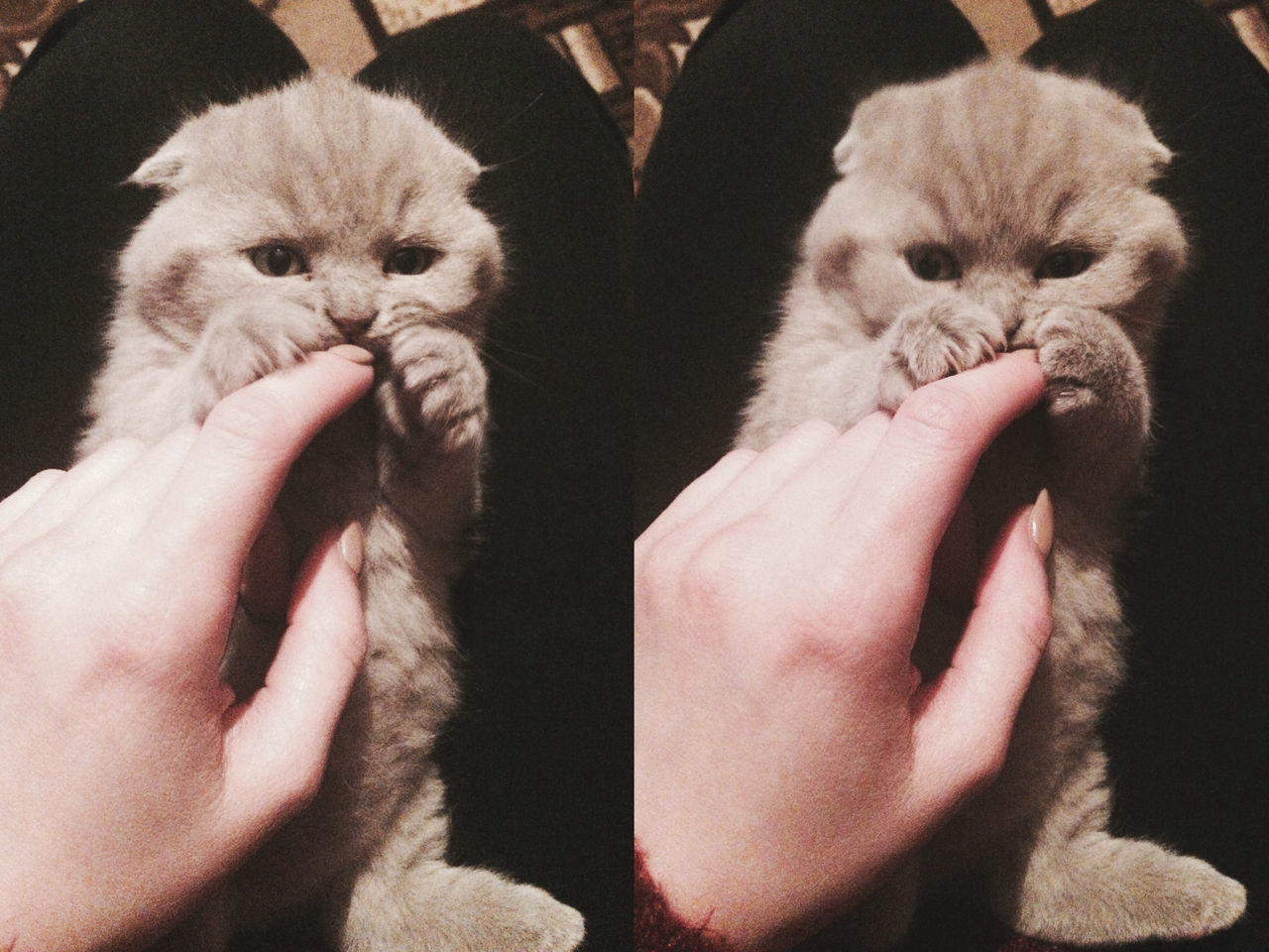 CROPPED IMAGE OF HAND HOLDING CAT