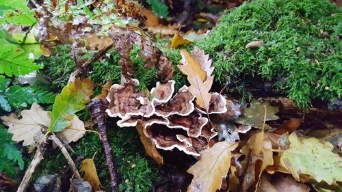 Close-up of plant growing on tree