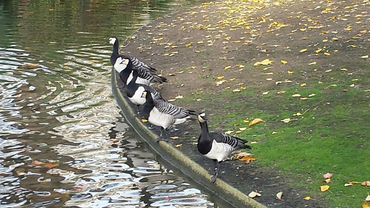 water, lake, high angle view, nature, transportation, bird, rippled, reflection, river, tranquility, animal themes, lakeshore, day, boat, floating on water, nautical vessel, outdoors, duck, animals in the wild, waterfront