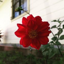 Close-up of red flower blooming outdoors