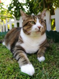 Cat sitting on grass