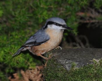 Close-up of bird perching on leaf