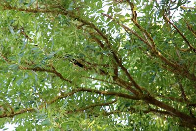 Low angle view of a tree