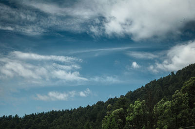 Low angle view of trees against sky