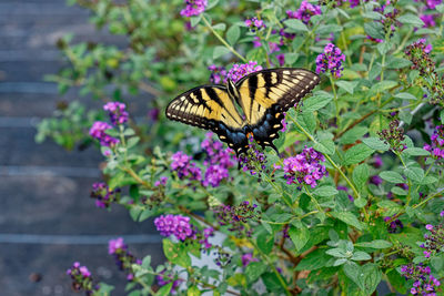 Butterfly pollinating on flower