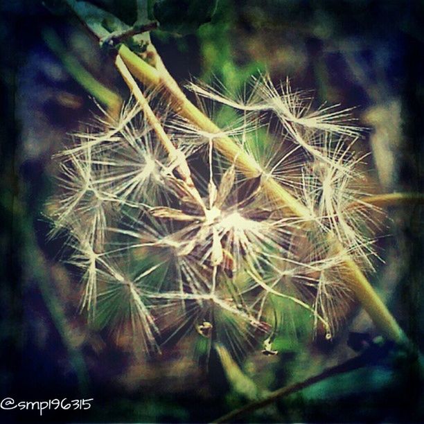 growth, flower, close-up, freshness, dandelion, fragility, nature, plant, beauty in nature, focus on foreground, flower head, uncultivated, stem, selective focus, botany, wildflower, softness, day, outdoors, no people