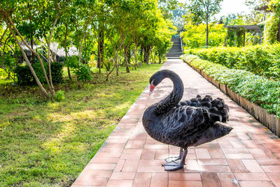 Black bird in a park