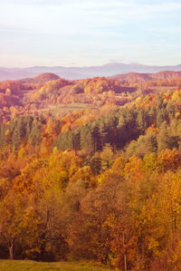 Scenic view of trees against sky during autumn