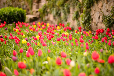 Close-up of pink flowers blooming in field