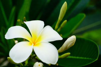 Close-up of white flowering plant