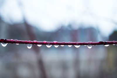 Close-up of wet stem against sky