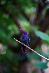 Close-up of a bird