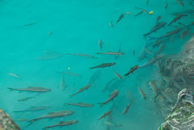 Fish swimming in sea