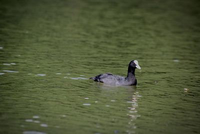 Swan swimming in lake