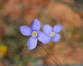 Close-up of purple flowering plant