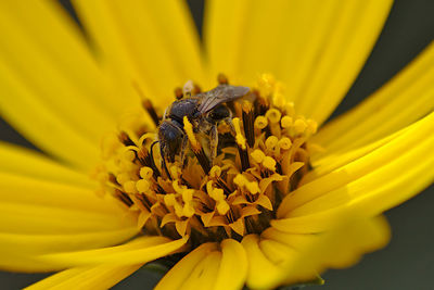 Close-up of insect on yellow flower