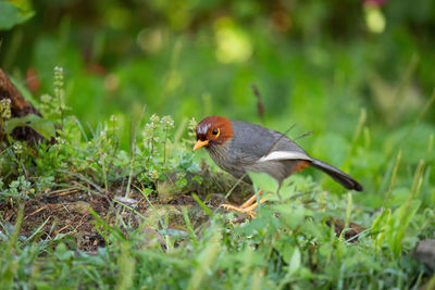 Bird perching on a field