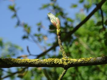 Close-up of flower on plant against sky