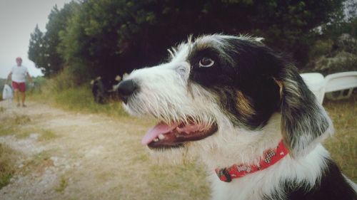 Close-up of dog