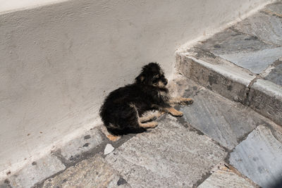High angle view of stray dog sitting on street