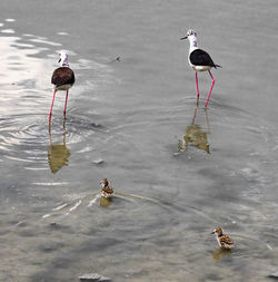 High angle view of birds in lake