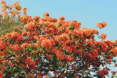 Low angle view of flower tree against clear sky