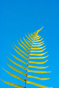 Closeup, tree trunk of fern leaves on sky blue background