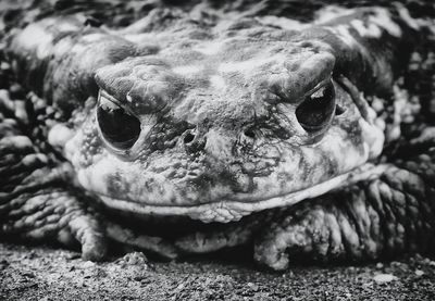 Close-up portrait of toad on field