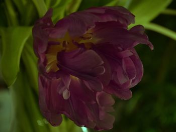 Close-up of flower blooming outdoors